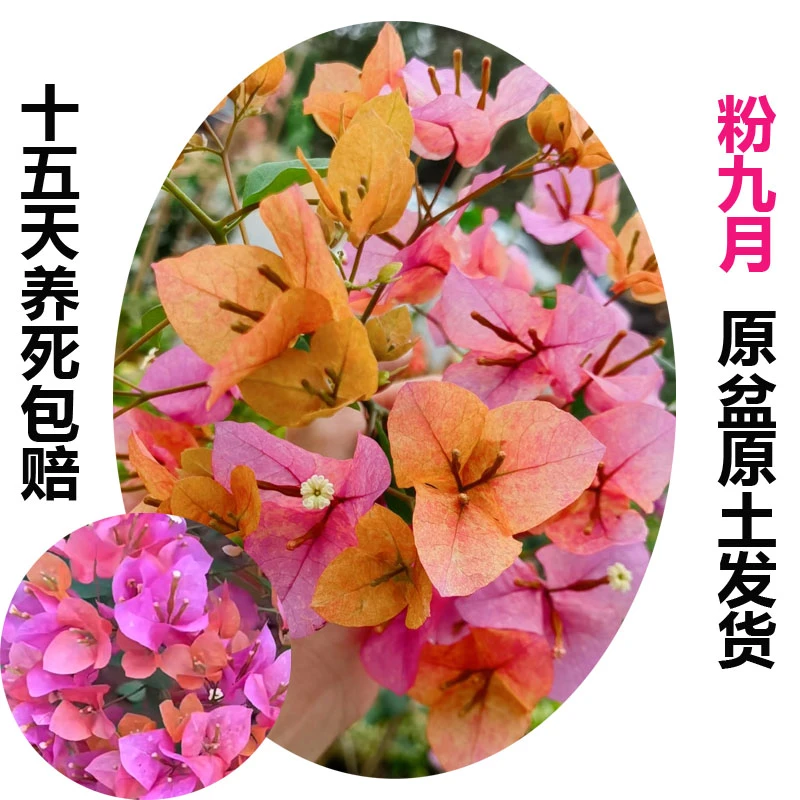 粉九月(三角梅)原生大苗四季开花老桩爬藤植物小白兔精选