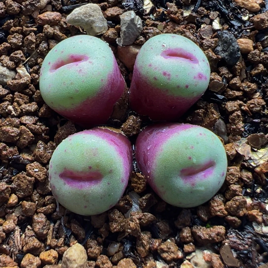 652多肉植物种类多样