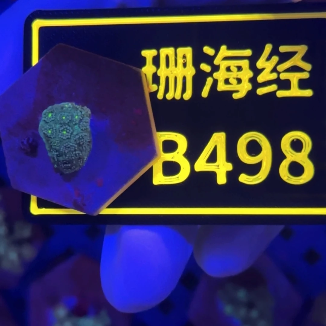 纽扣珊瑚A****t又又不包邮马卡龙B498