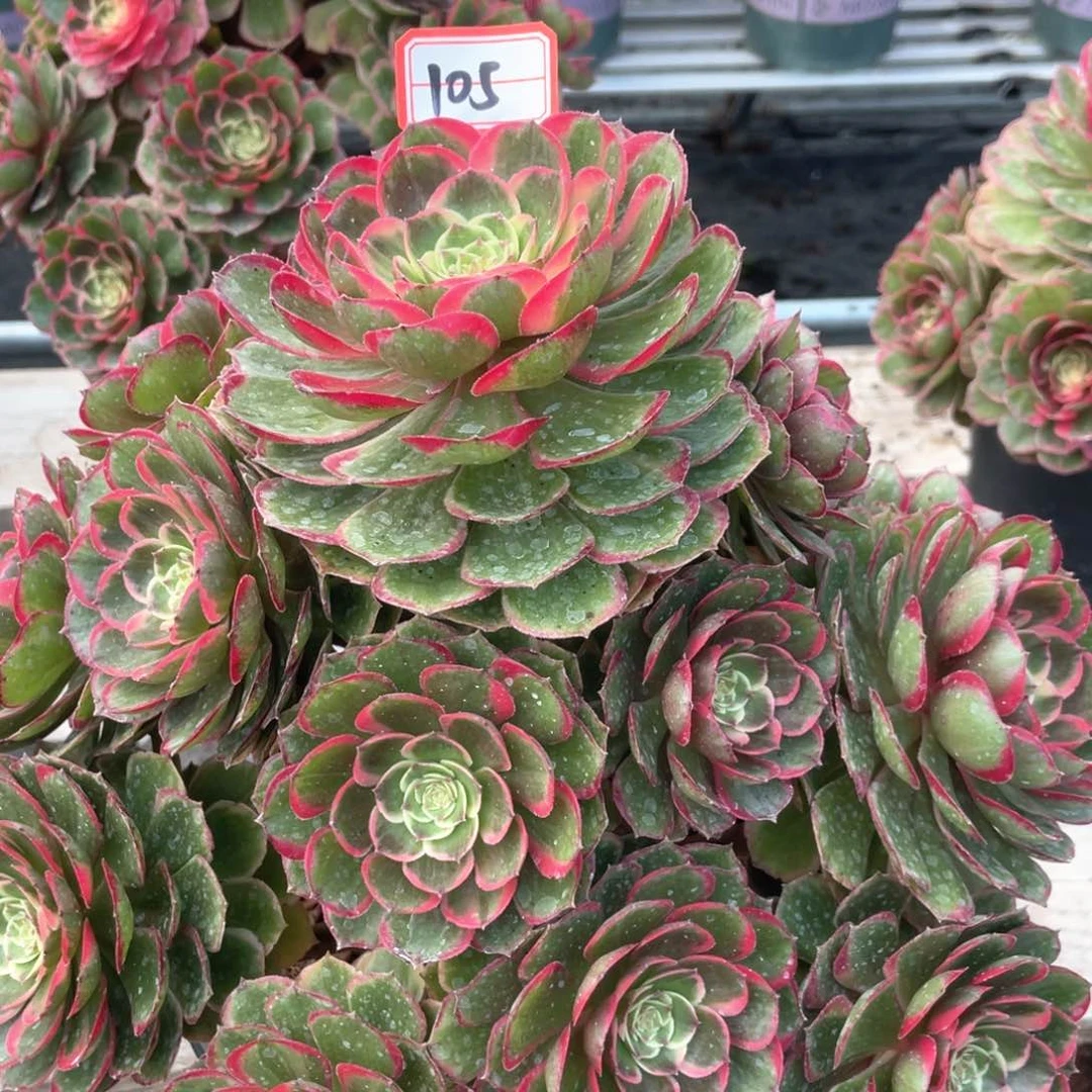 G*权粉花妖老桩手捧105