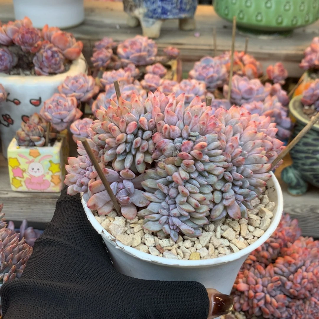 韩版缀化花花花花