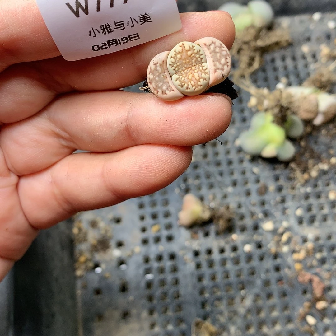 淼*W779多肉植物保护