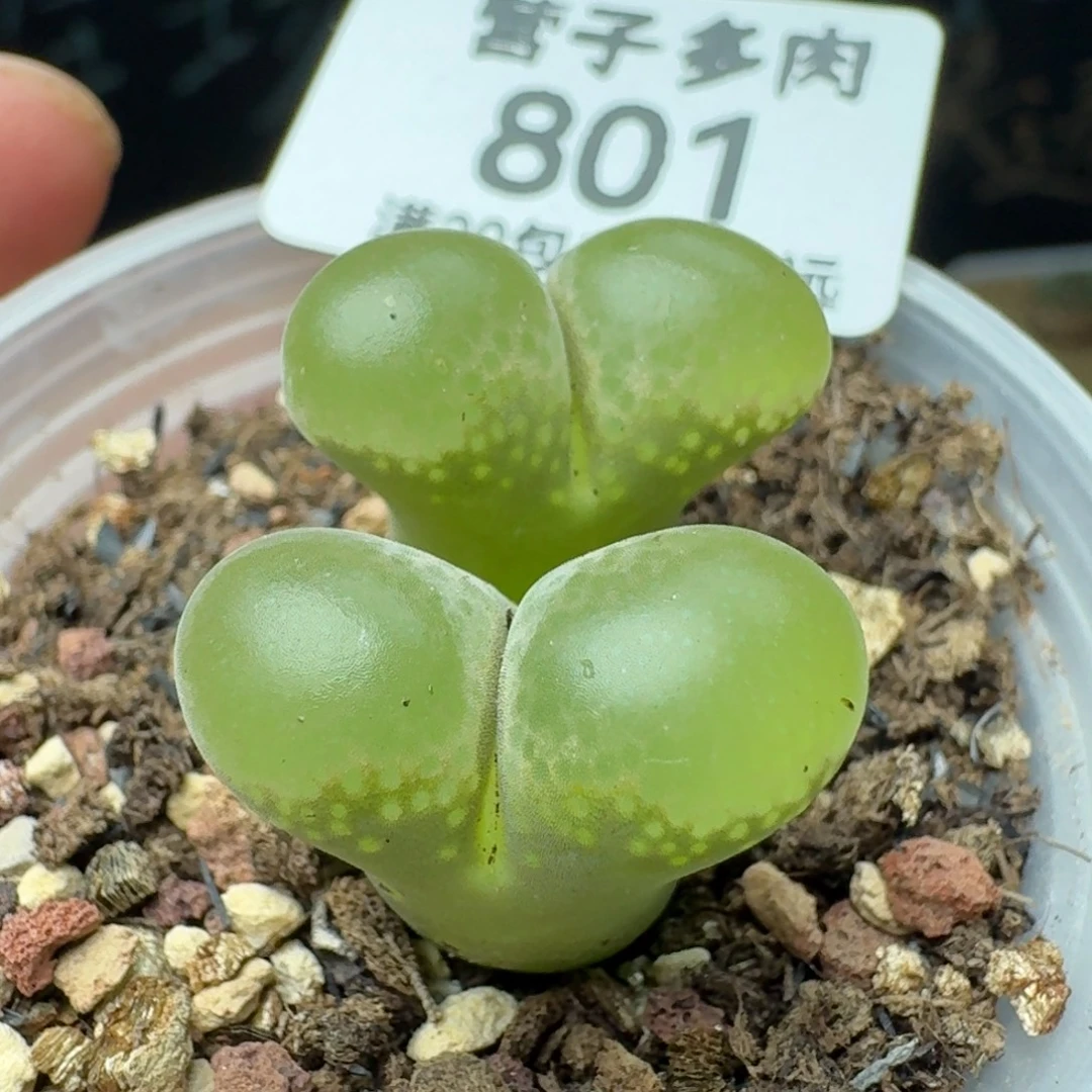 红宝石双头带盆土。