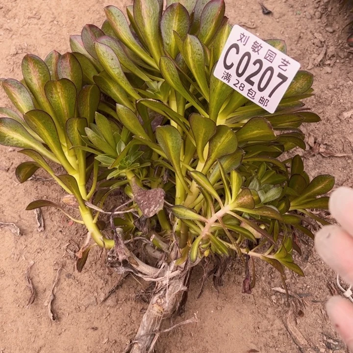 晴*贝0207多肉植物法师无根