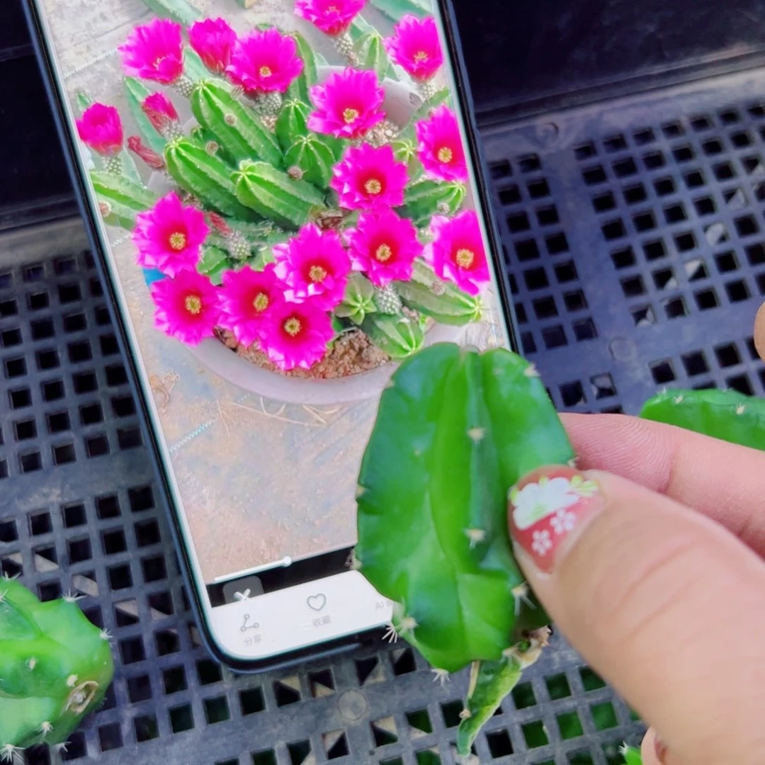 下44紫翠虾斑点歪无根侧芽4公分左右20包邮