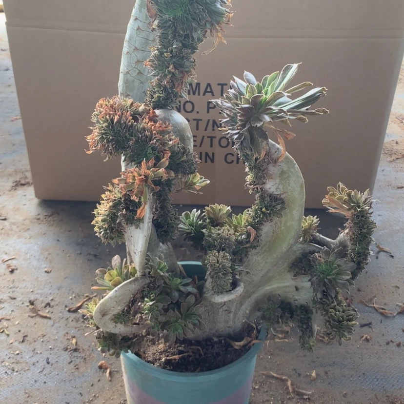 【闪购商品】默特特特瑕疵不售后085