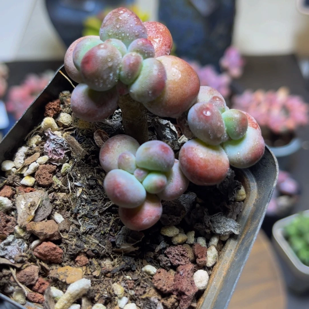 068一代苹果奶酪6厘米