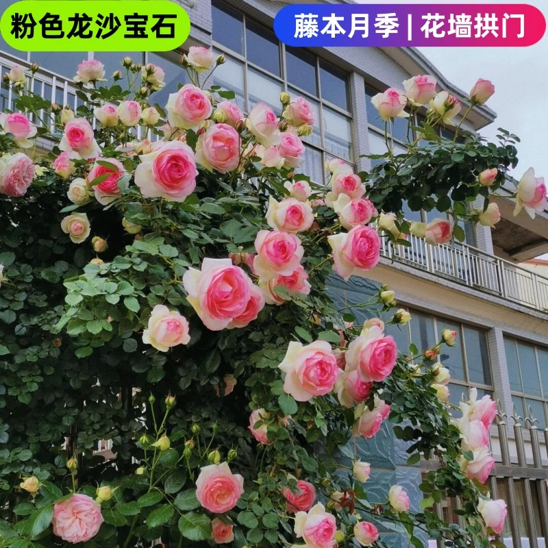 【粉龙沙宝石买一送一】爬藤蔷薇花苗阳台玫瑰花藤本月季四季特大花
