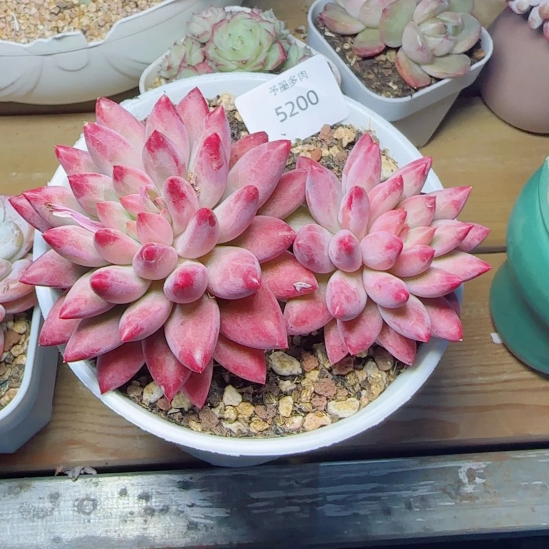 虞美人，5200多肉植物