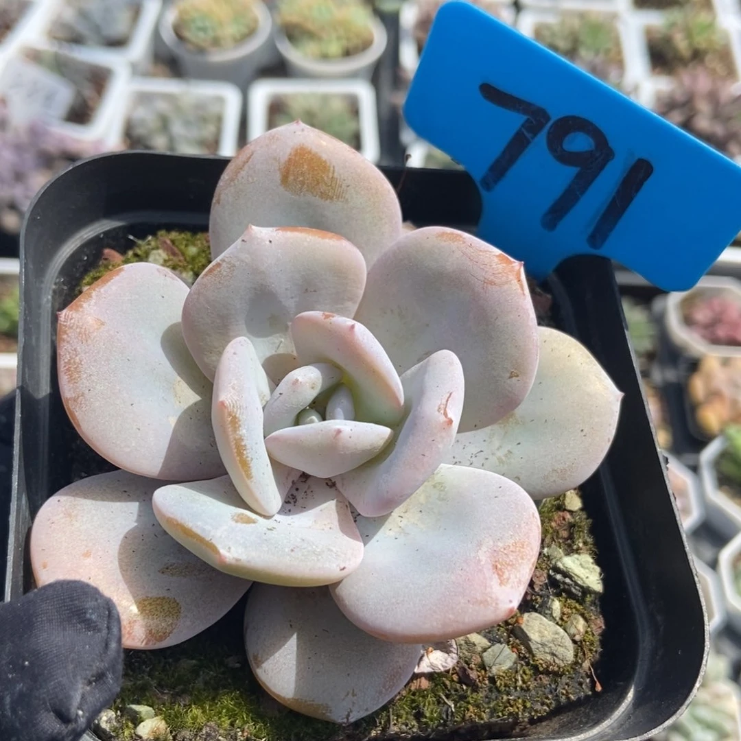 791奶茶多肉植物保护