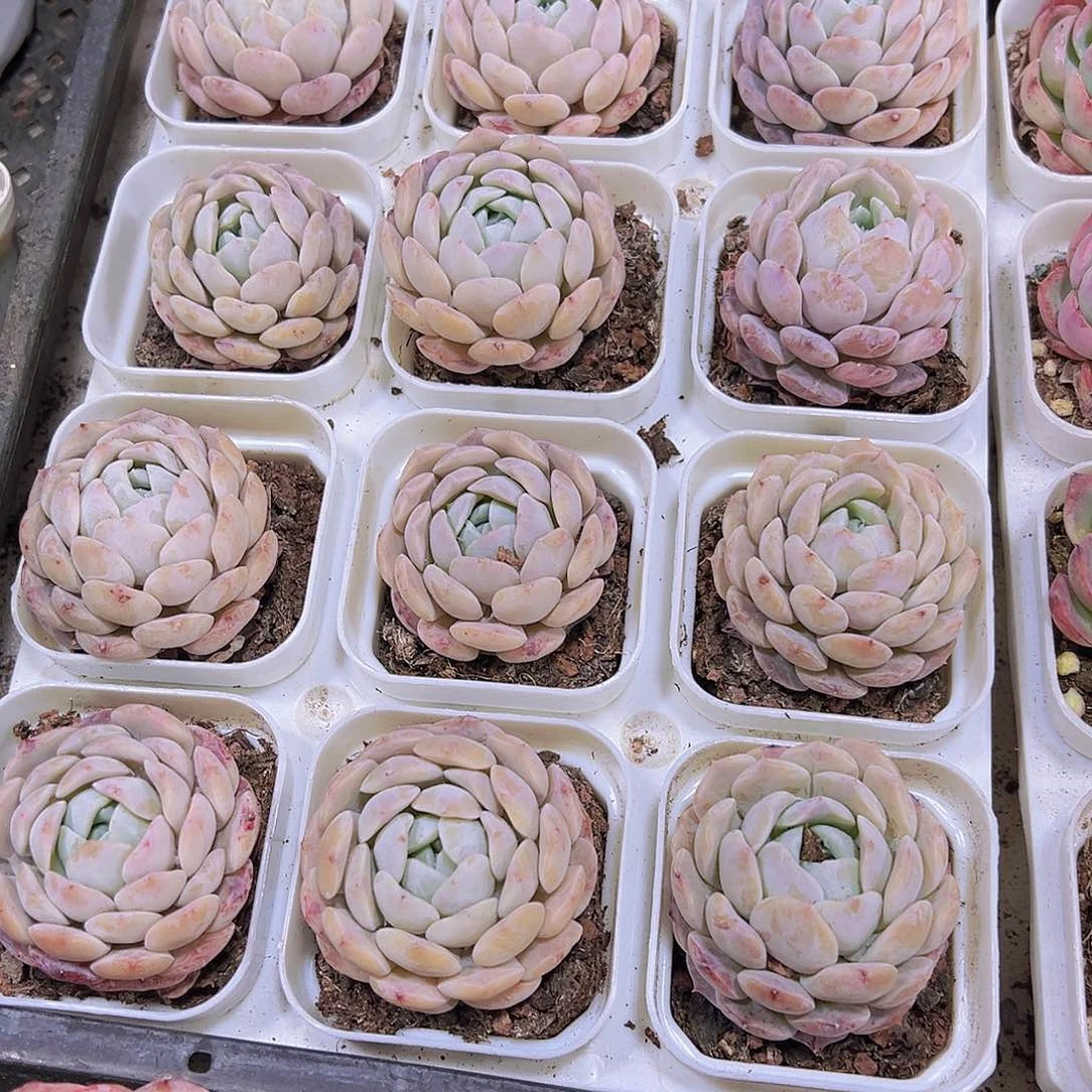 粉包子19包邮植物