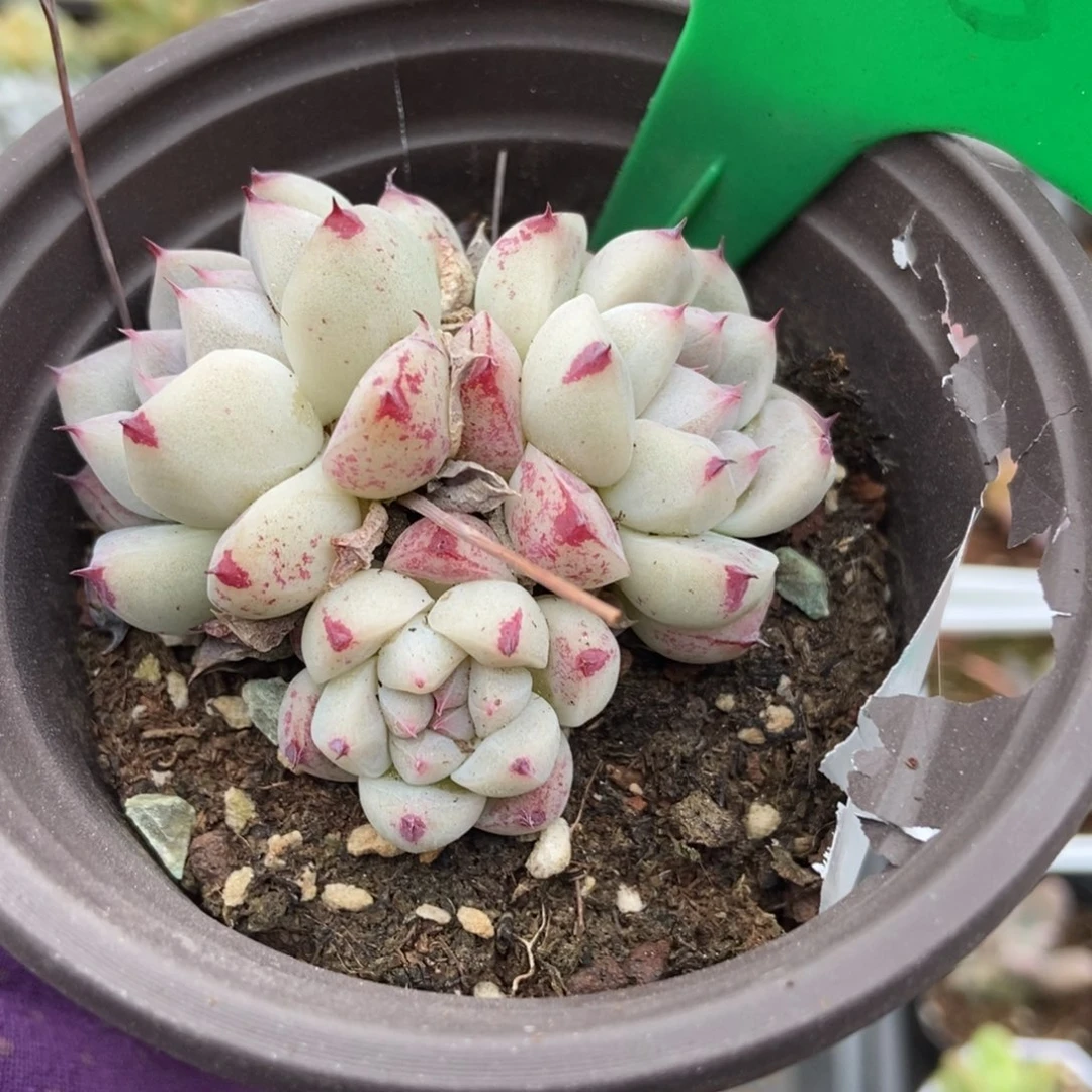 835如梦令多肉植物保护