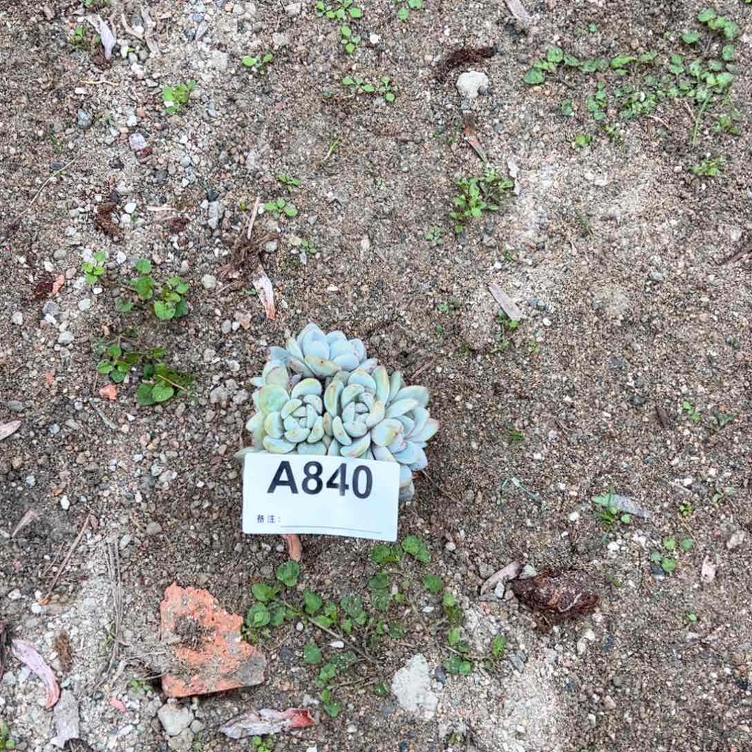 老*凳840多肉多肉多肉