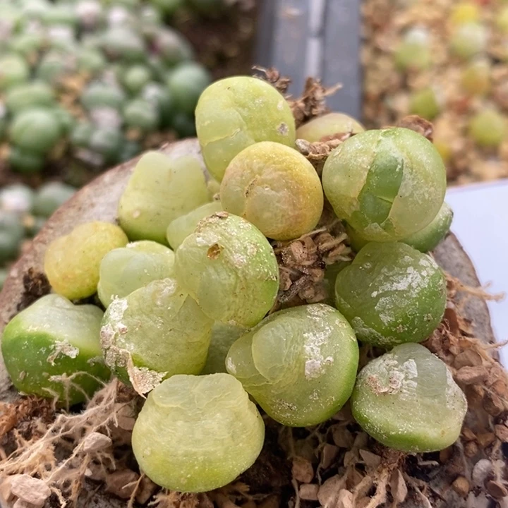 2461一组拉登一组有伤