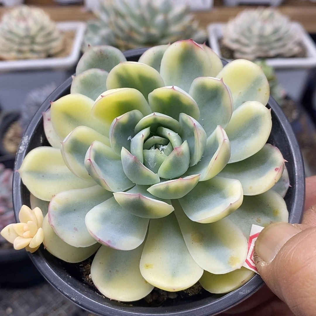05152 草莓冰覆轮锦
