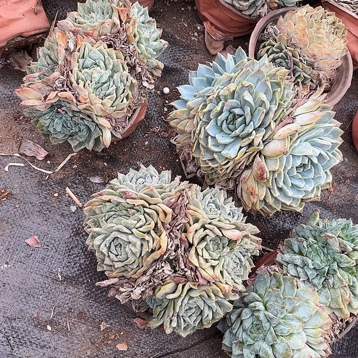 海林杂4颗9.99多肉植物