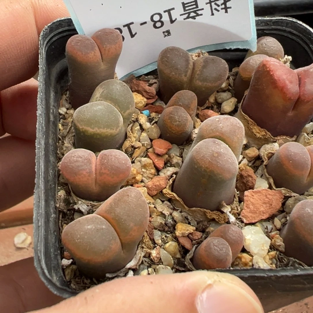 18-186肉锥多肉植物
