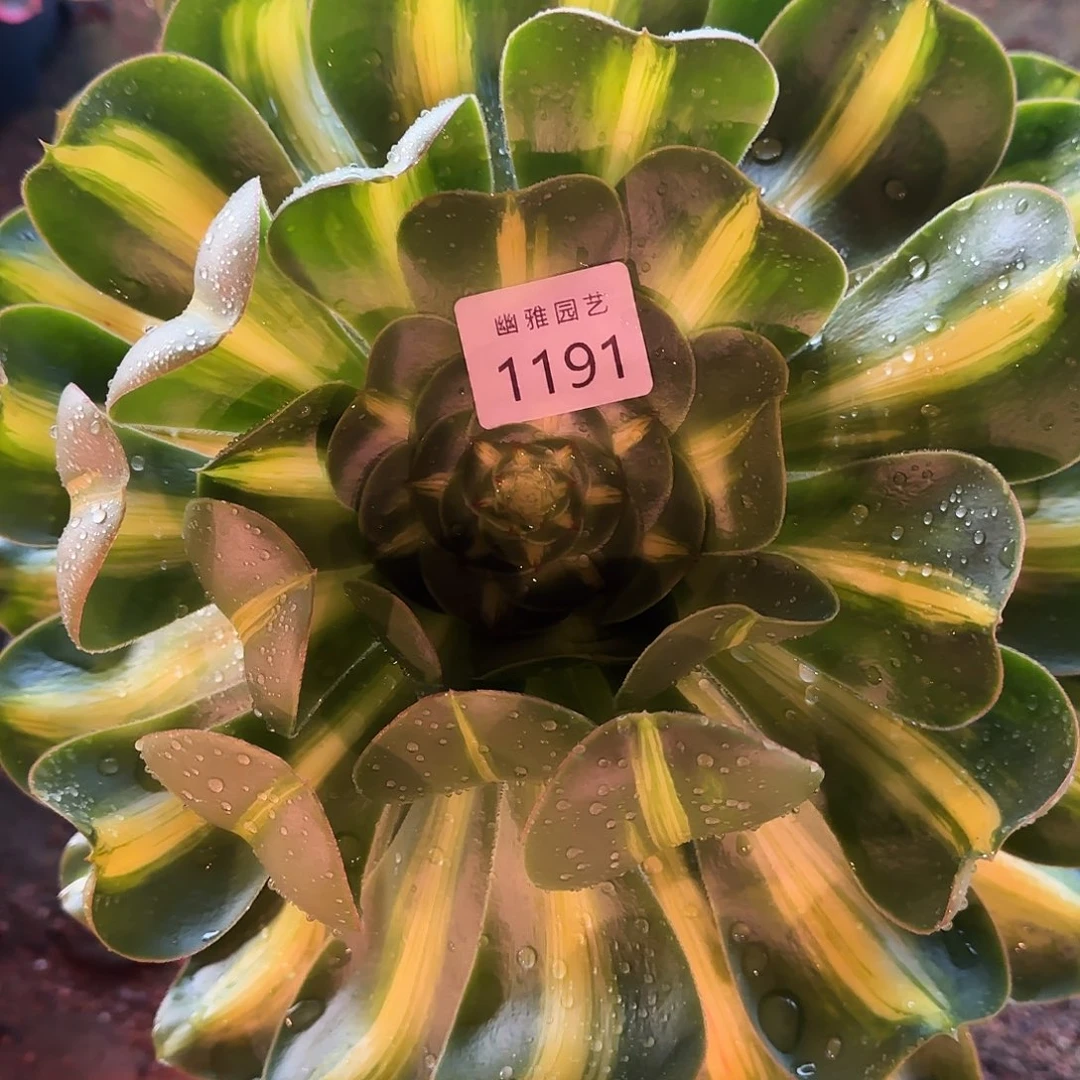 英**?多肉植物暴君1191
