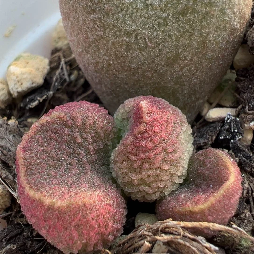 实生底叶苗颗粒感多肉植物水泡