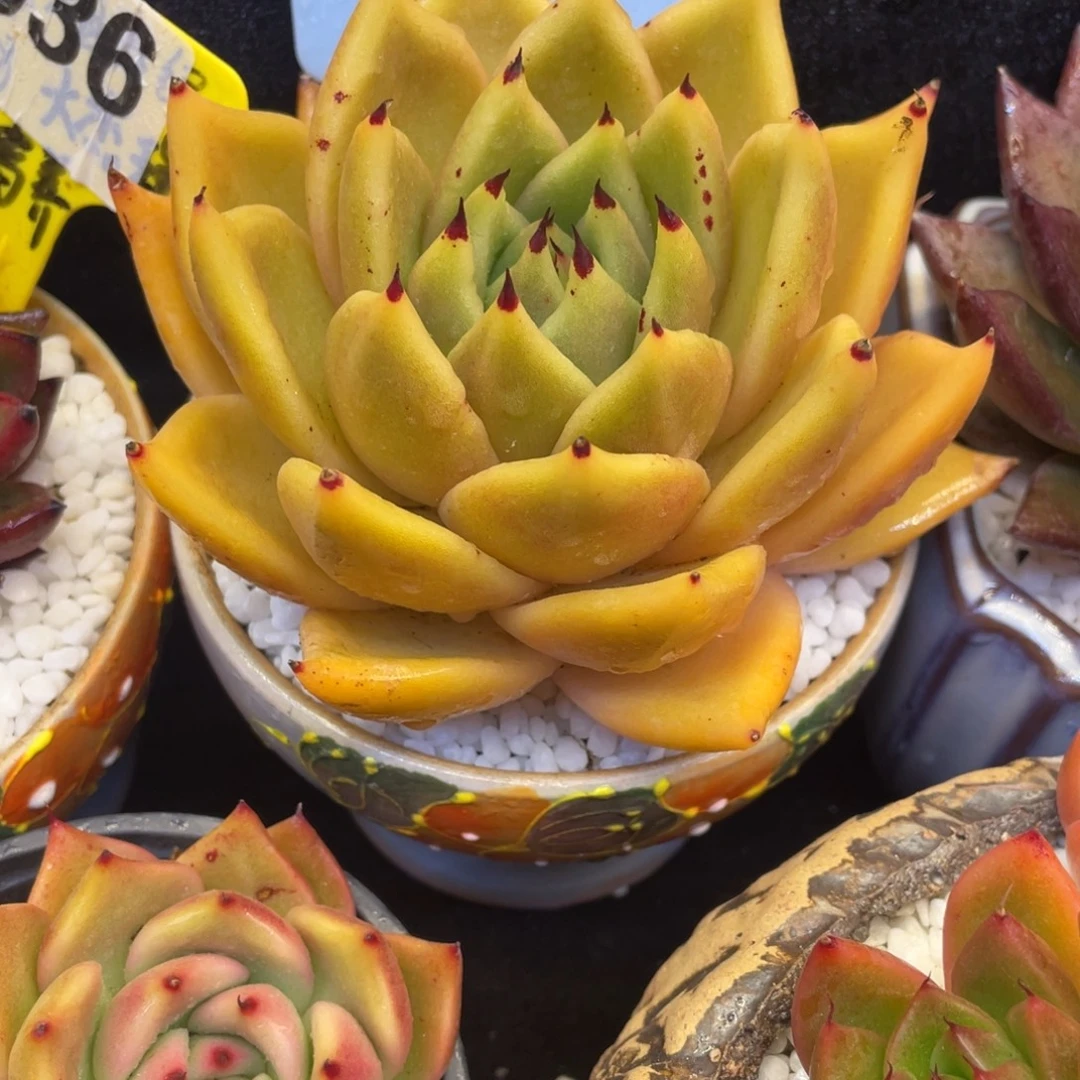 多肉植物盆栽多肉