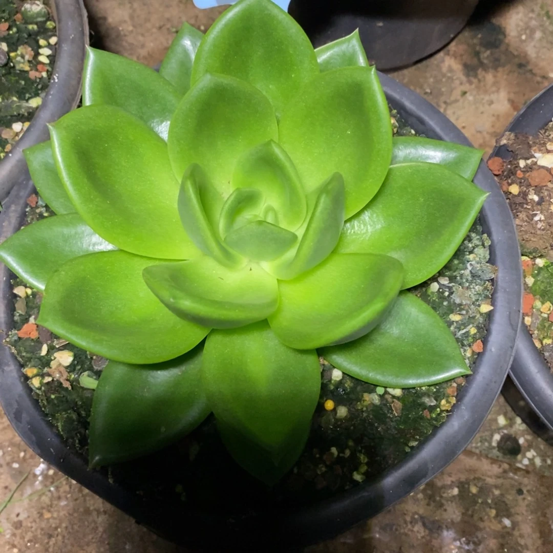 x100-多肉植物 翠花