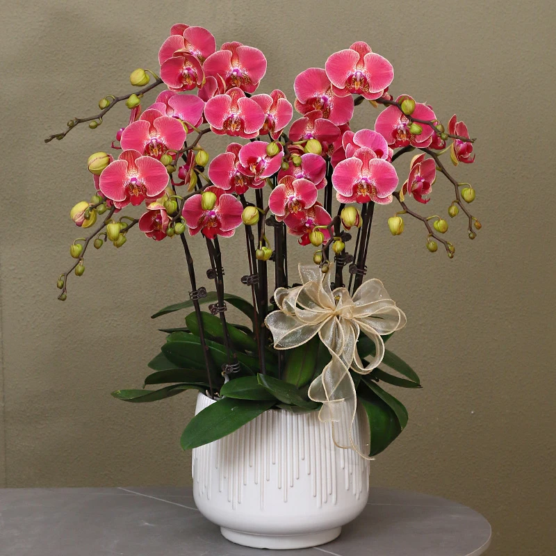 蝴蝶兰【红瓦】带花带盆组好伴手礼送礼茶桌婚礼工位美化装饰