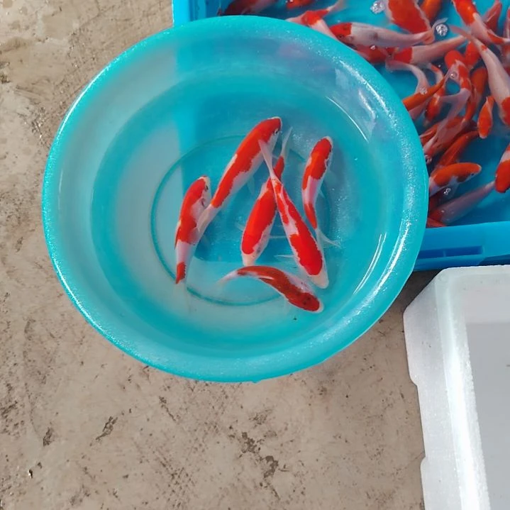 海水鱼顺丰包邮开箱包活2，备损1条