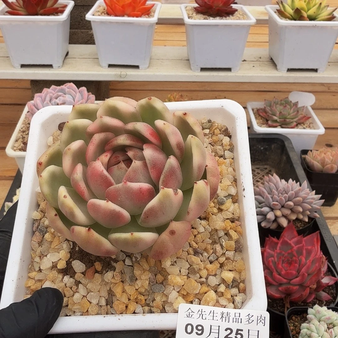 0925-79黑玫瑰锦单头