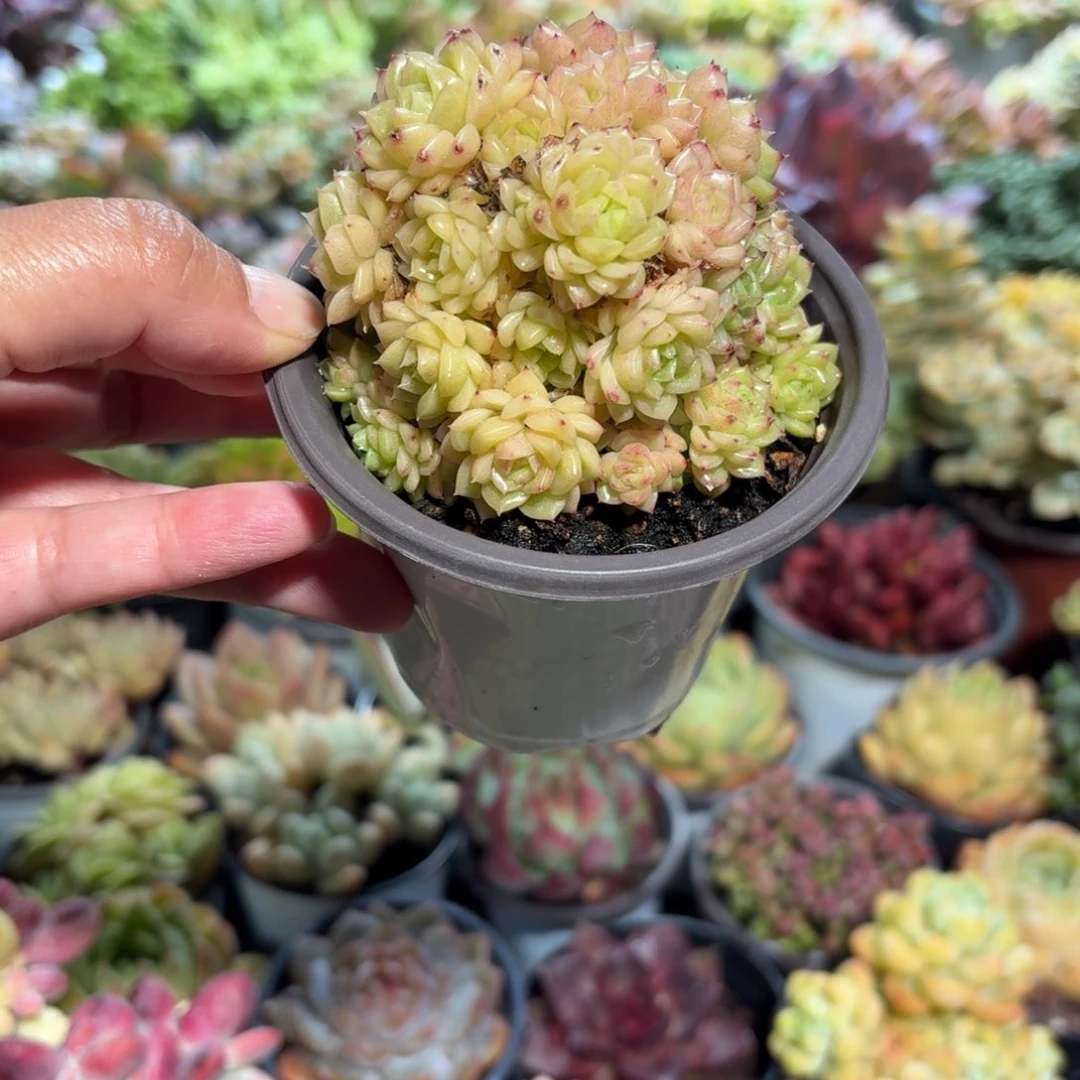 麦秆多肉整群9㎝盆