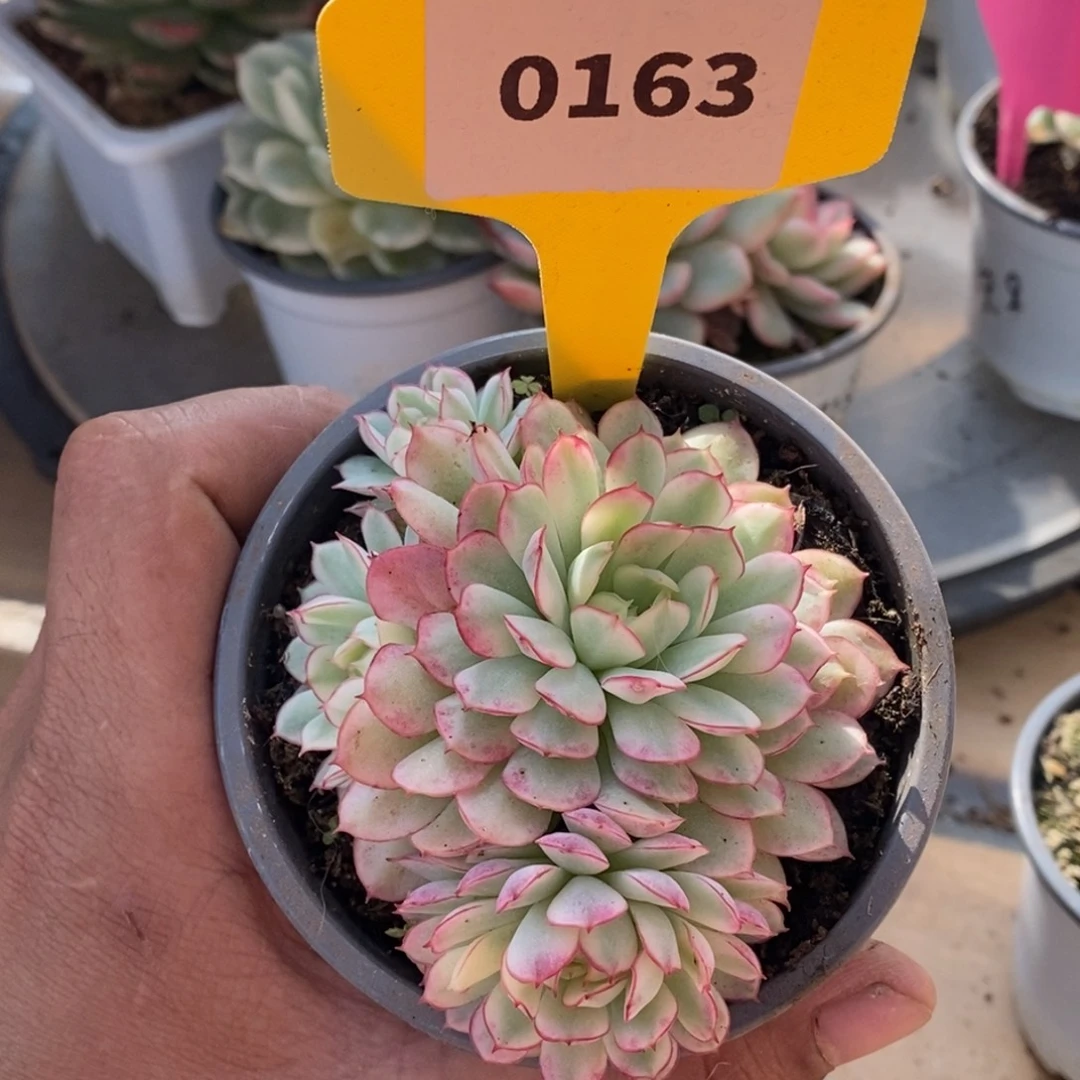 ****️163梦幻玫瑰哈哈哈哈哈哈哈