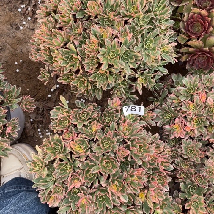 花***栽完全开放781多肉植物甜茶2棵