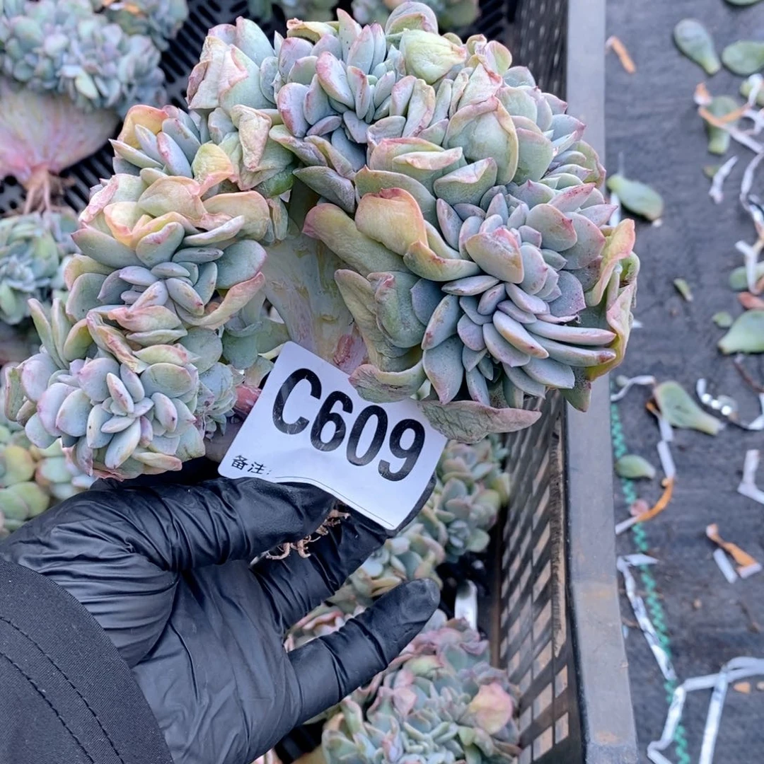 L***姐609白凤呀呀呀呀哇