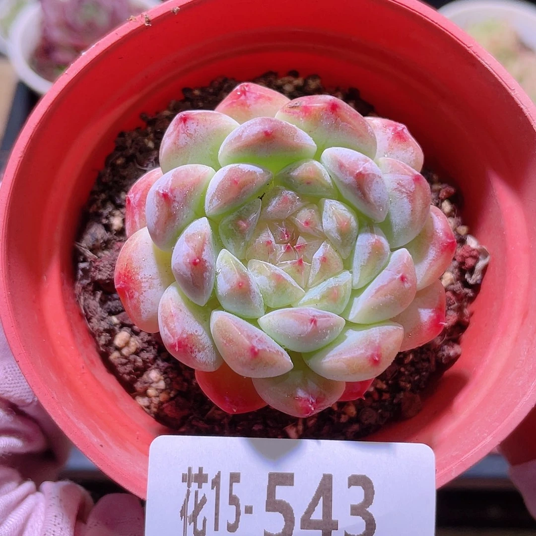 花利美15-543新品