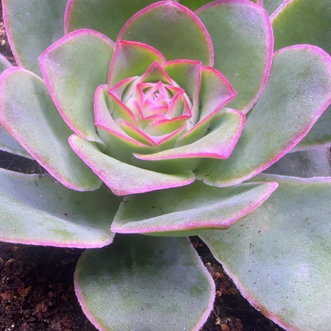 单头7厘米112242434343仙桃