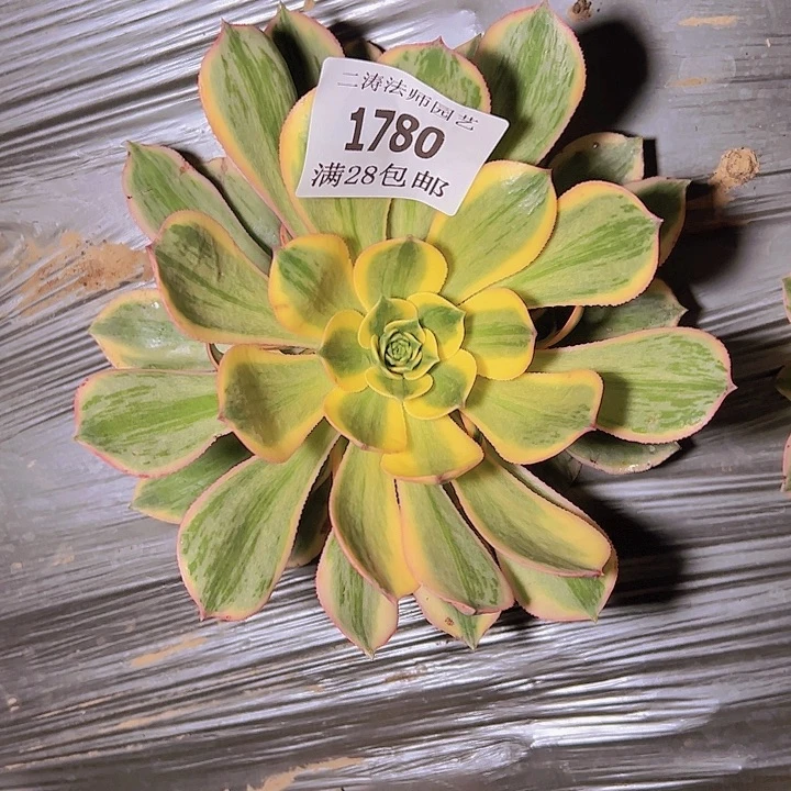 1780灿烂多肉植物