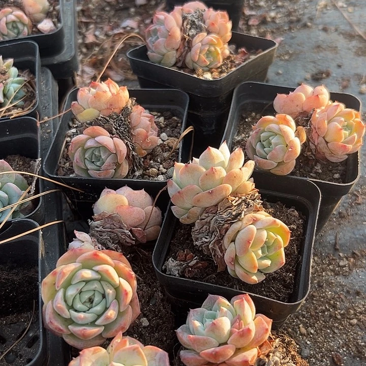 无花朵芙蓉7颗。