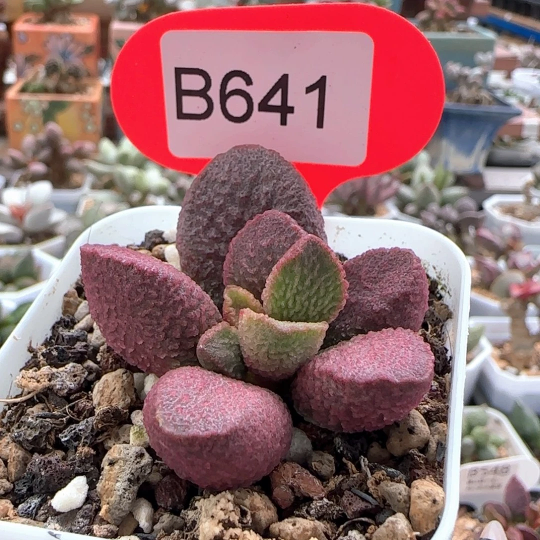 雪***瑰福利。     641。