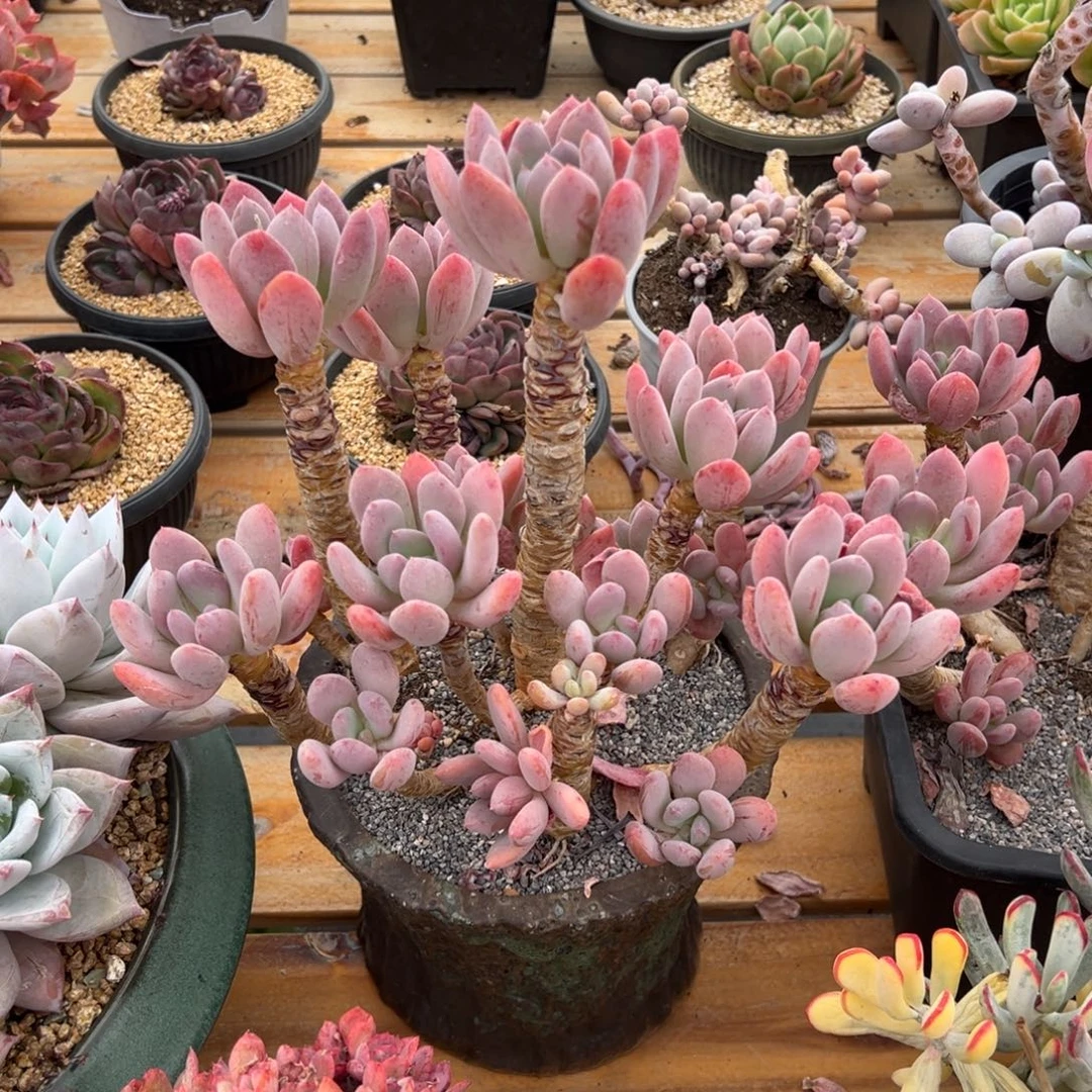 多肉老桩灰姑娘【非偏远地区满18包邮】