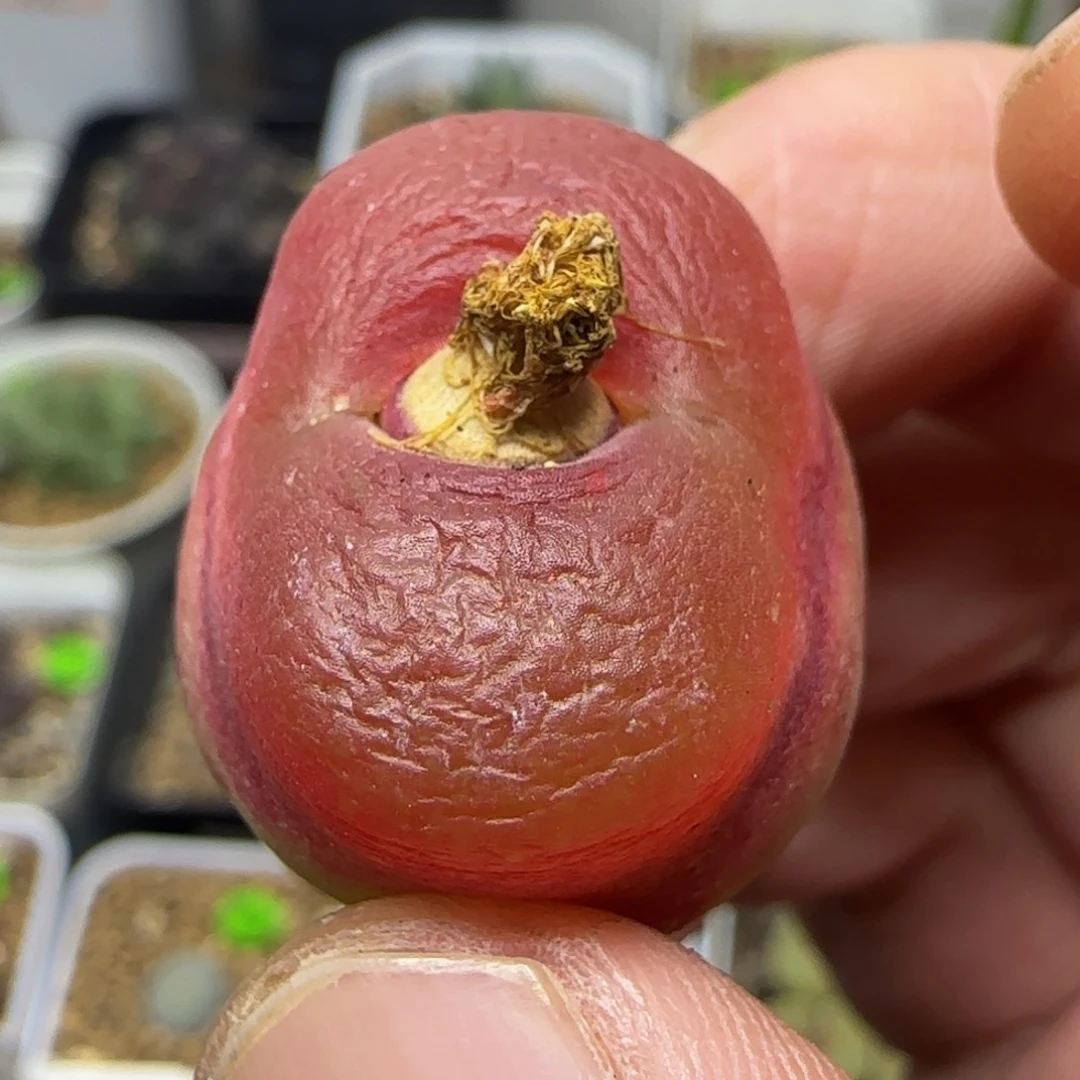 西瓜红多肉植物32