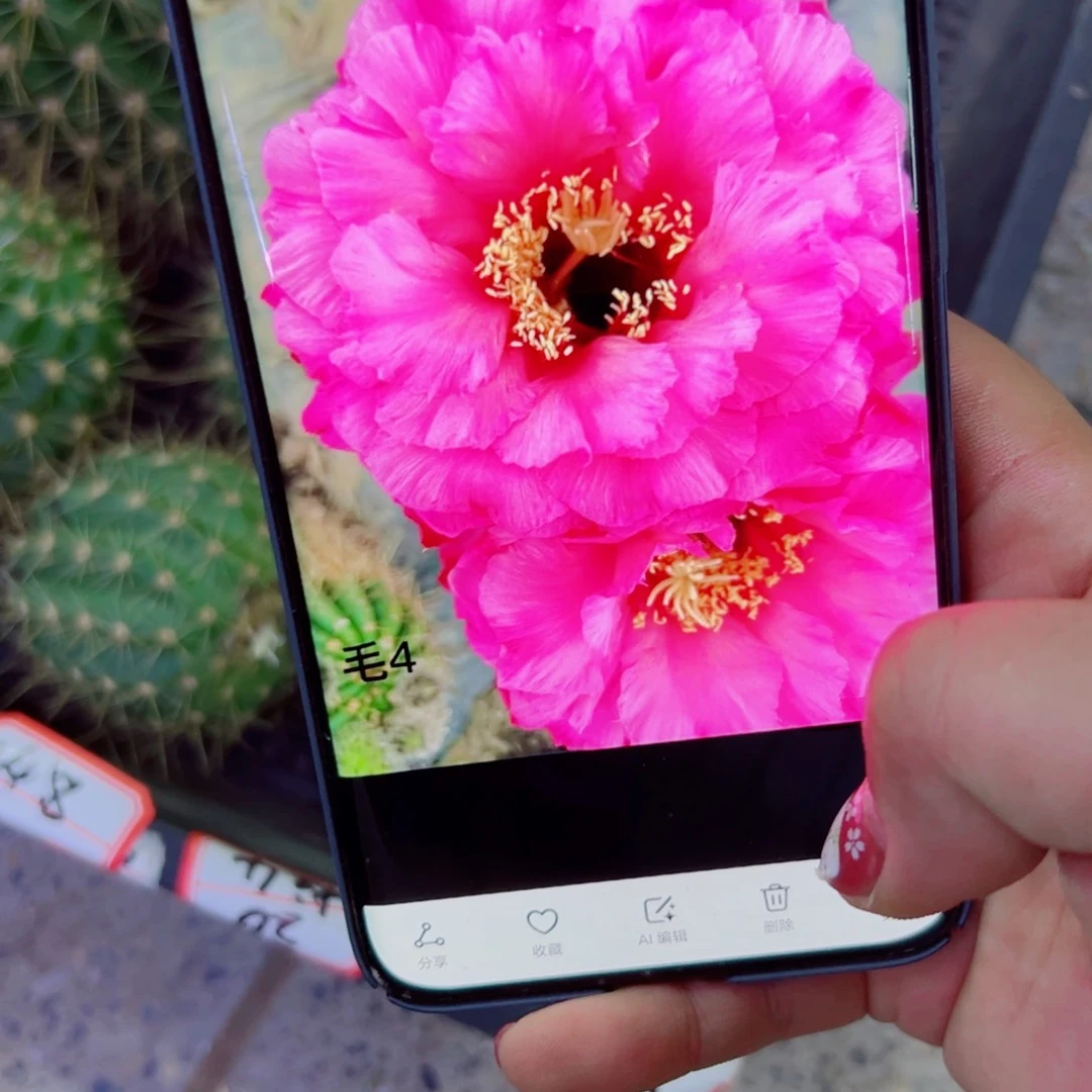 下81毛柱4 歪无根侧芽5公分左右20包邮