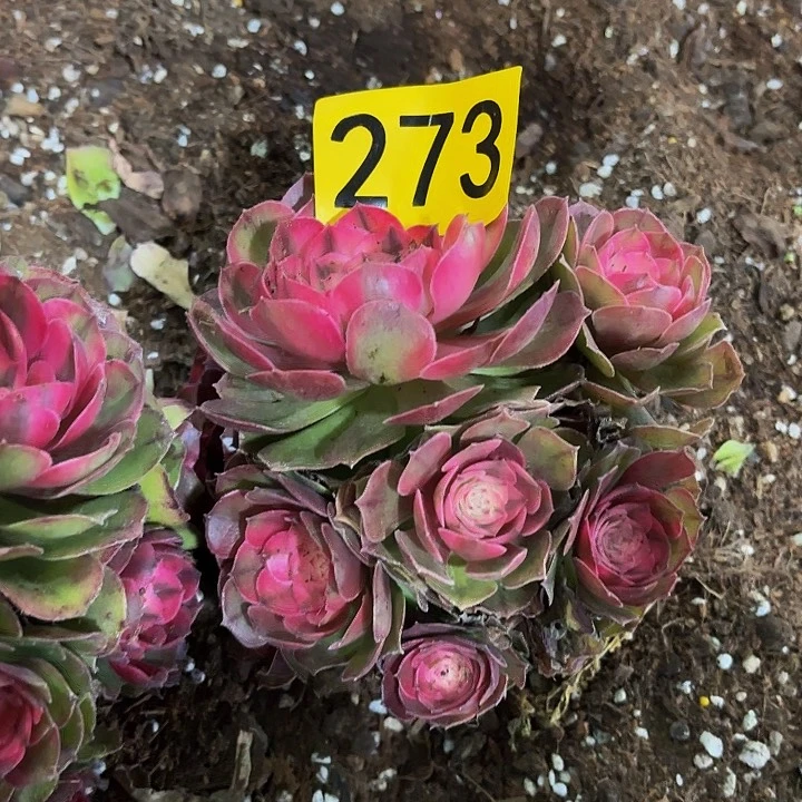 多肉植物福利来273