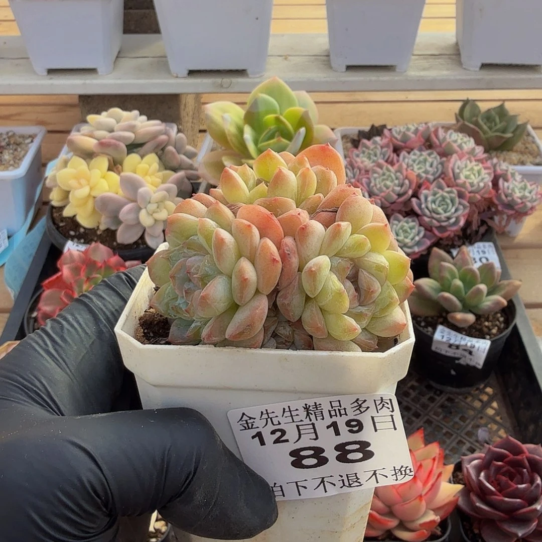 1219-88哈尼溏心单头