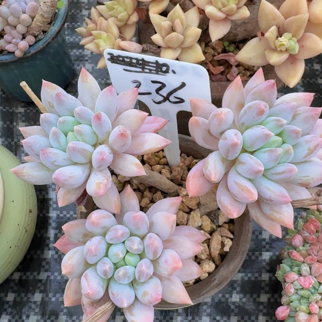 小***憩多肉植物的生长发育和