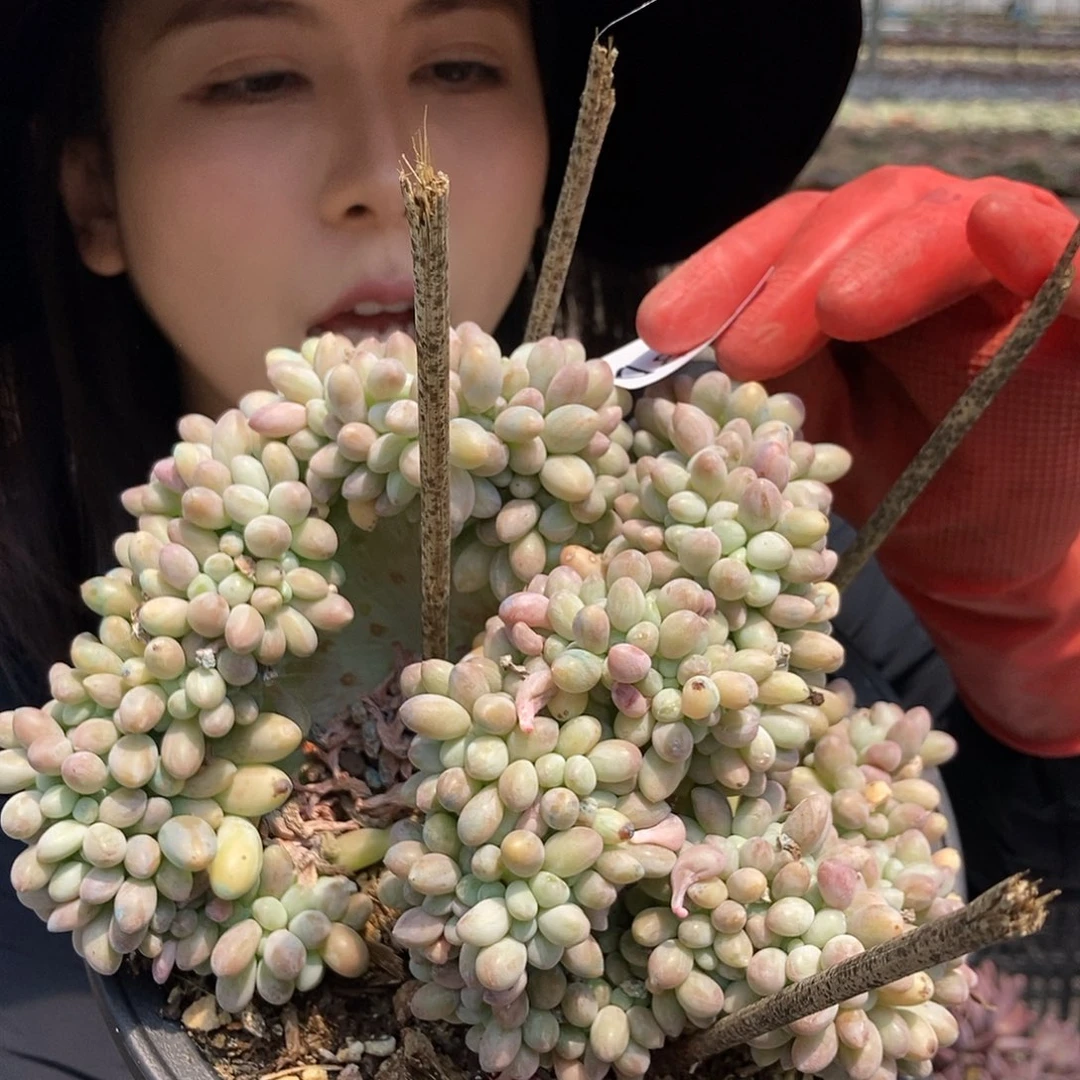 5-80 一物一拍直播间直播间为准寄养