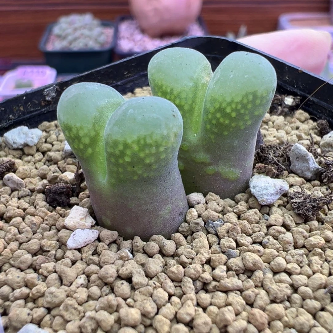 108号风铃福利特特特