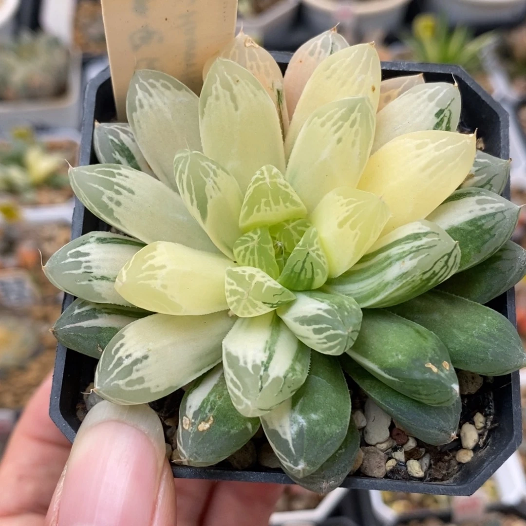 73糊斑苏州玉露锦一物一拍