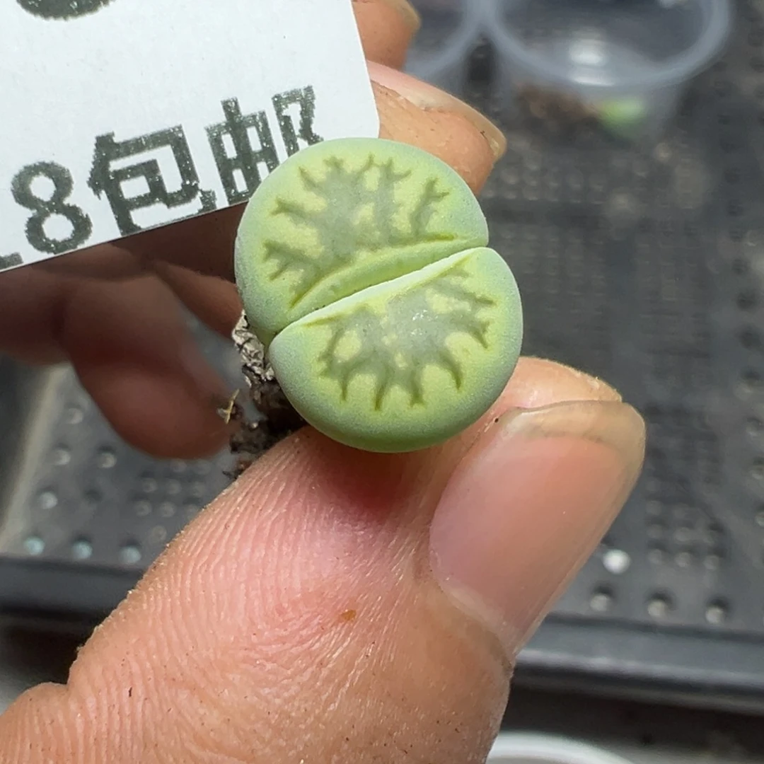 【闪购商品】 848。