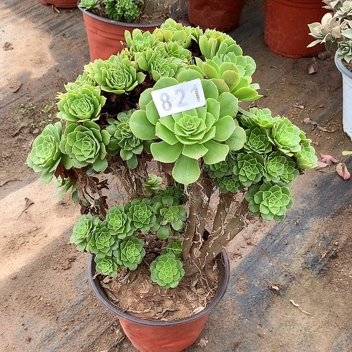 多肉植物绿羊绒缀821