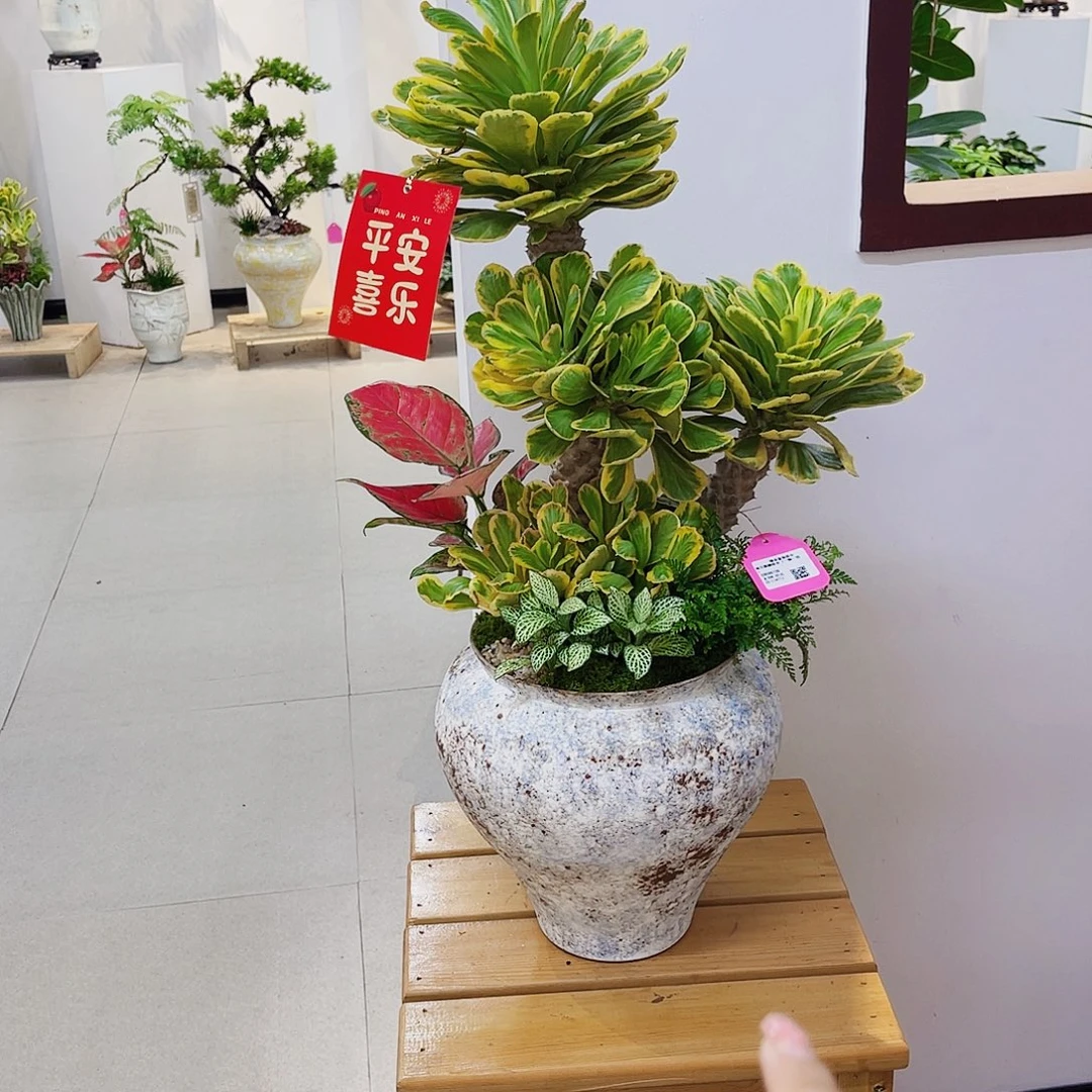 完全开放高端盆景一物一拍