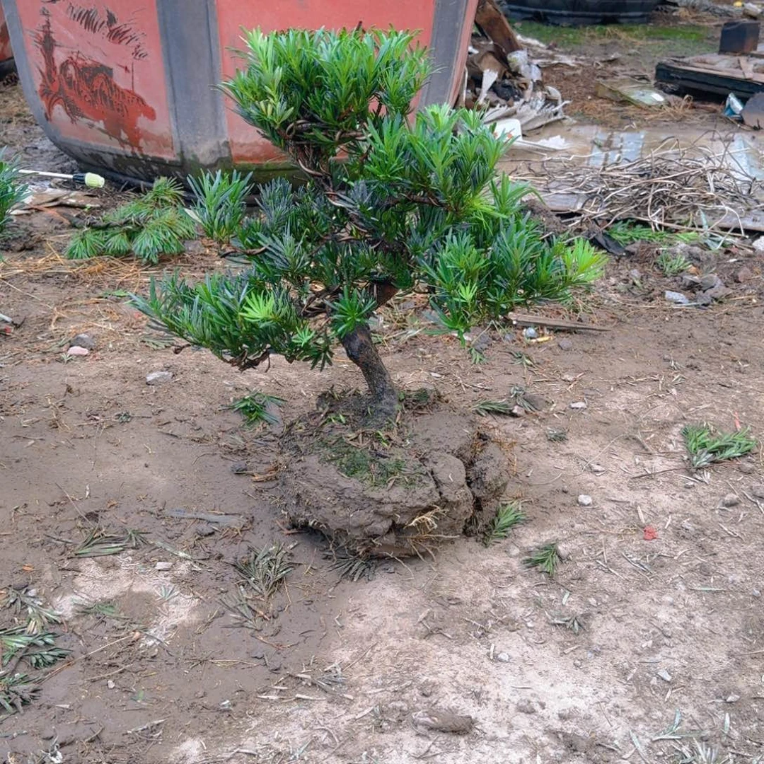 赣***控无花朵罗汉松一物一拍